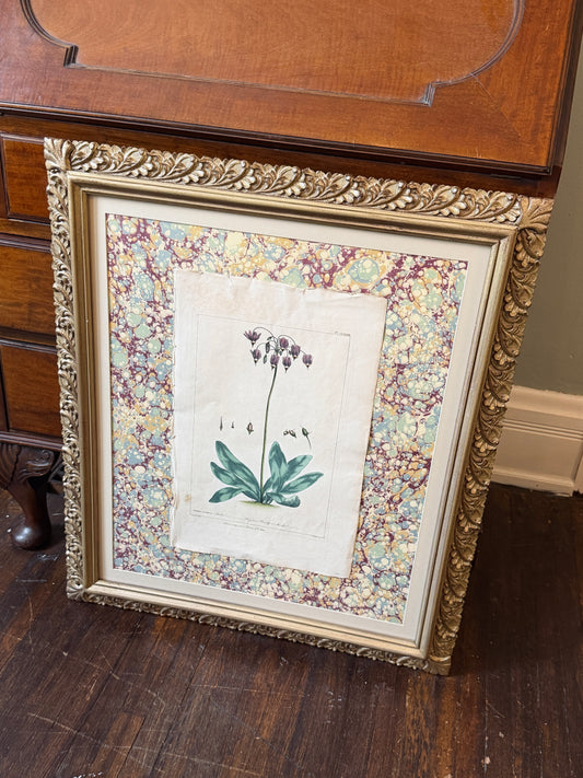 Gilt 18th Century Botany Framed Art