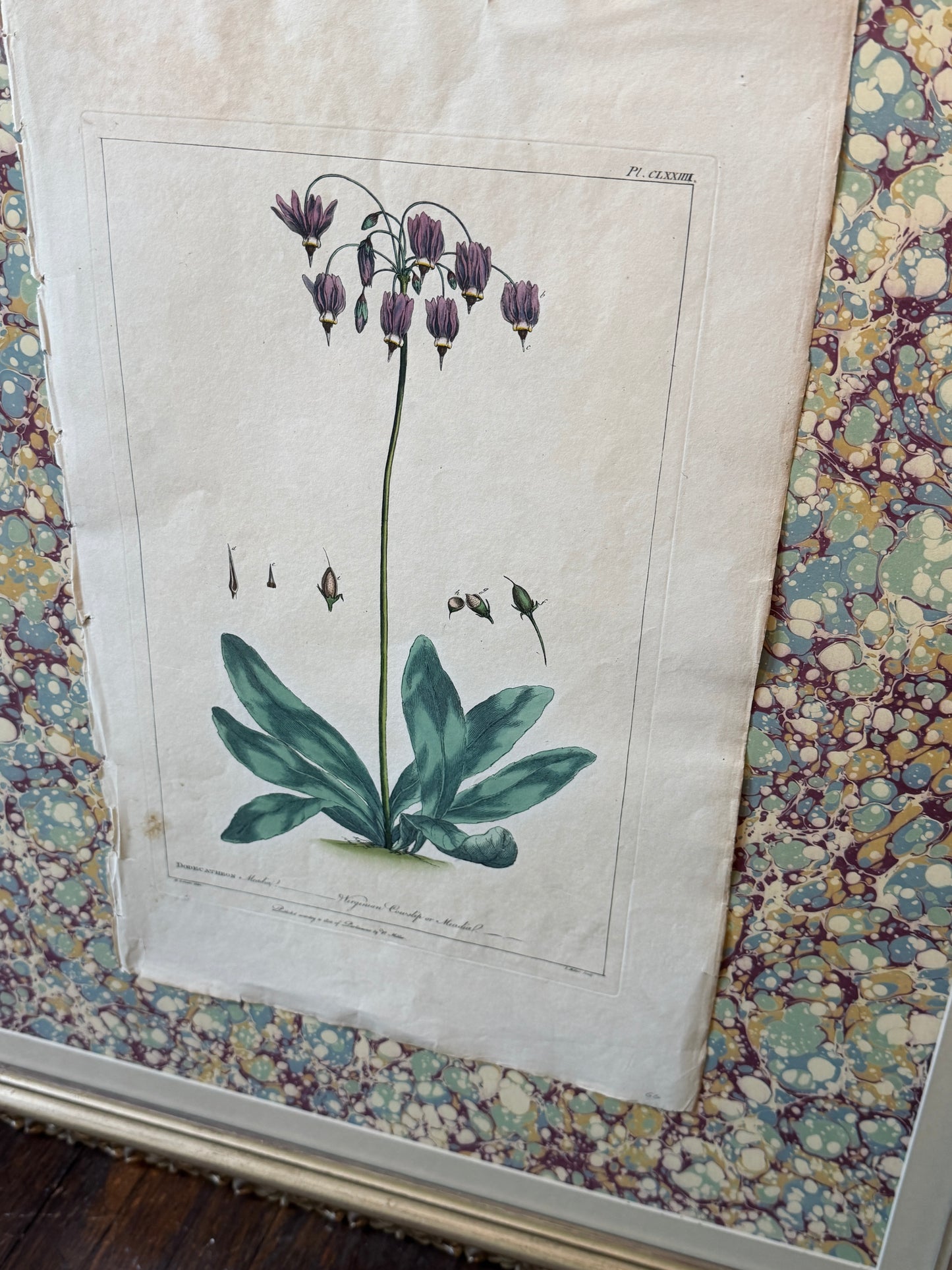 Gilt 18th Century Botany Framed Art
